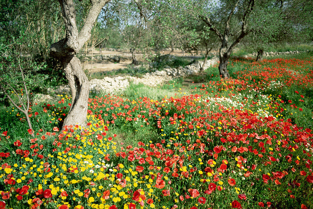 Poppies and chrysanthemums