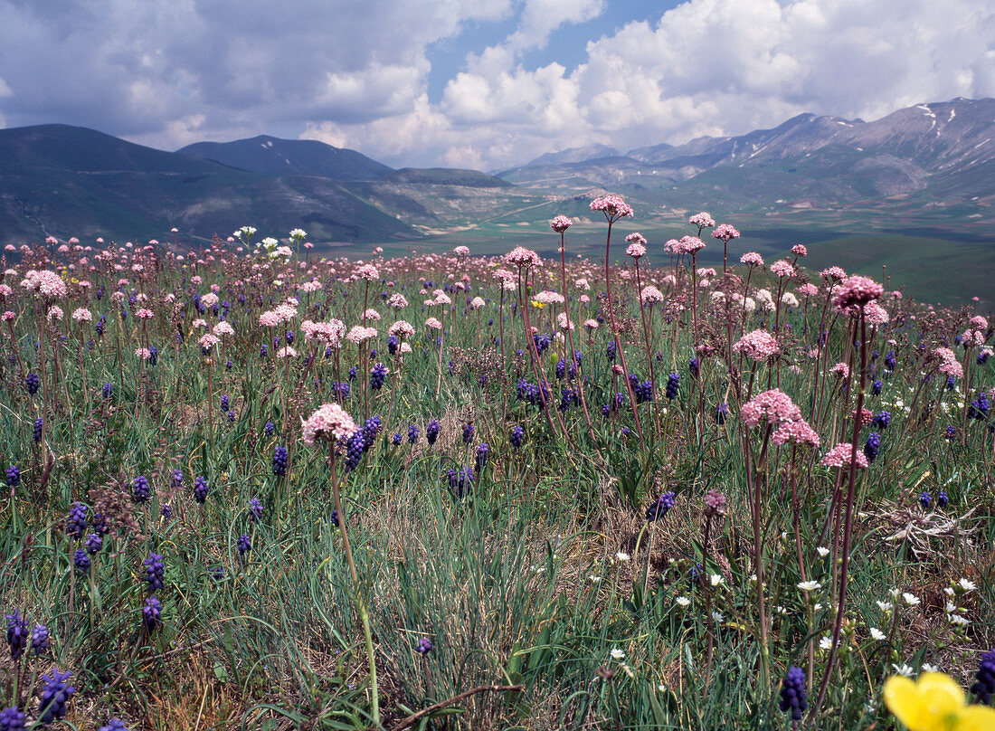 Subalpine flowers