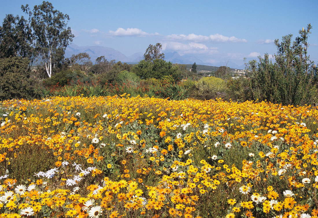 Ursinia flowers and African daisies