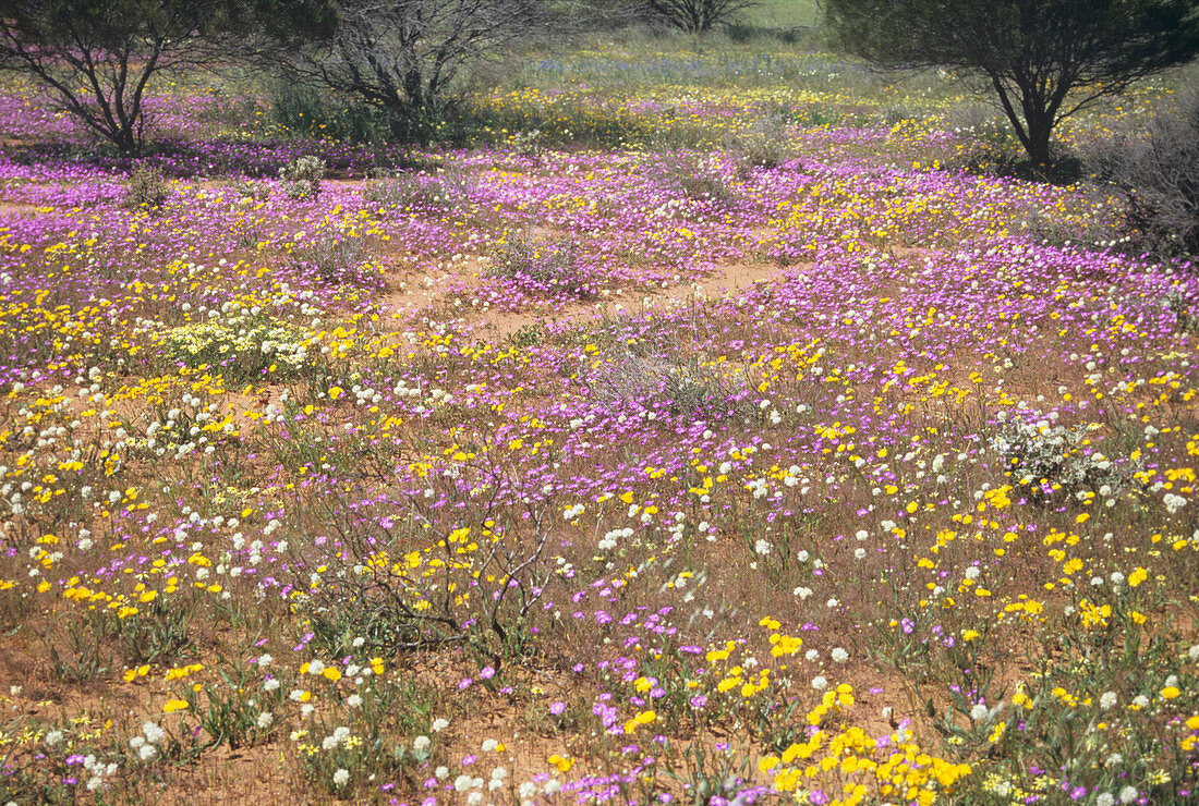 Wild flowers