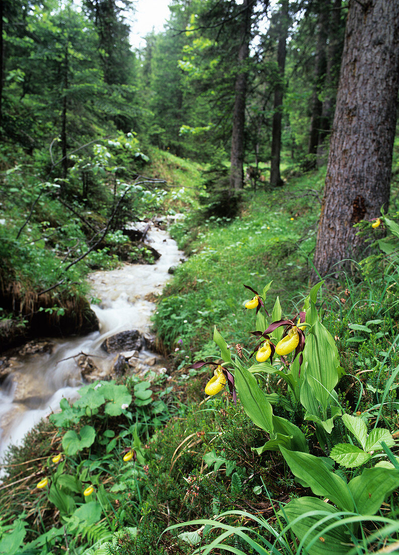 Orchids beside a woodland stream