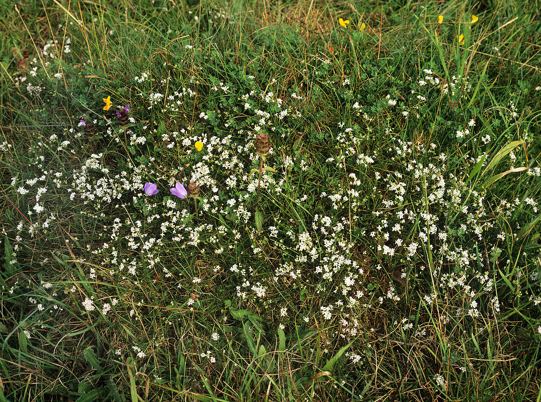 Squinancywort (Asperula cynanchica)