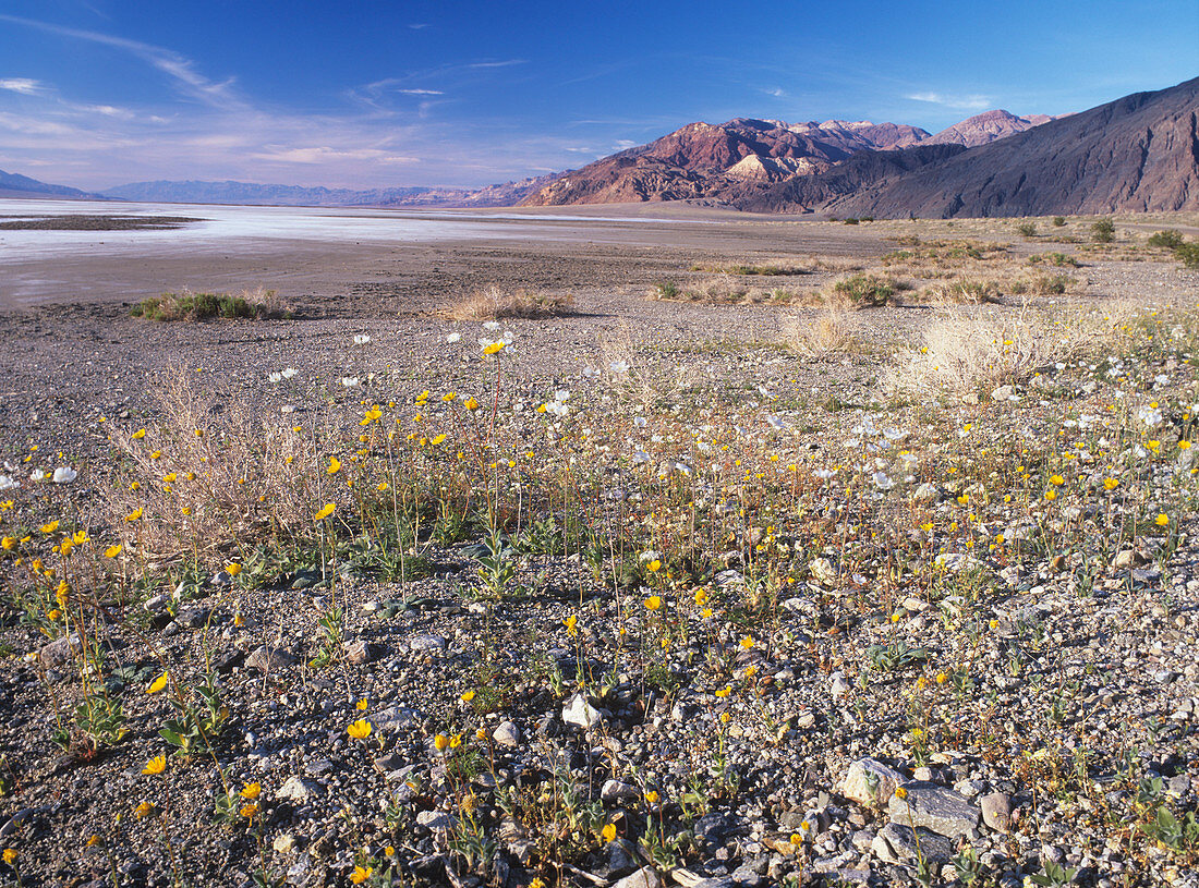 Gravel ghosts and desert gold poppies