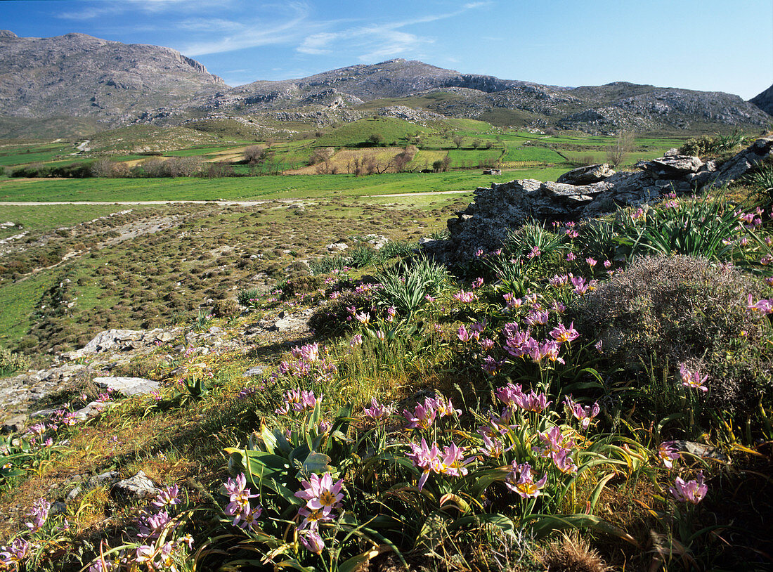 Wild tulips (Tulipa saxatilis)