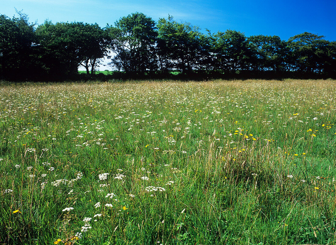 Whorled caraway (Carum verticillatum)