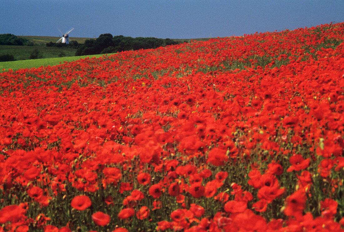 Field of poppies (Papaver rhoeas)