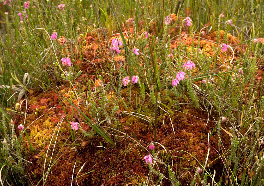 Cross-leaved heath and sphagnum moss