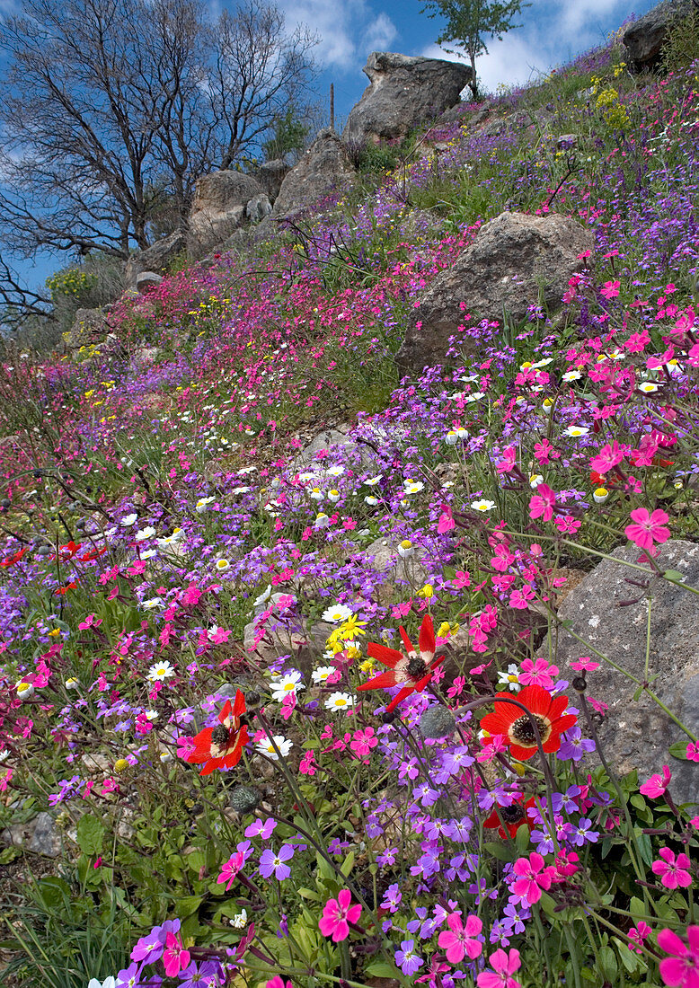 Mediterranean wildflowers