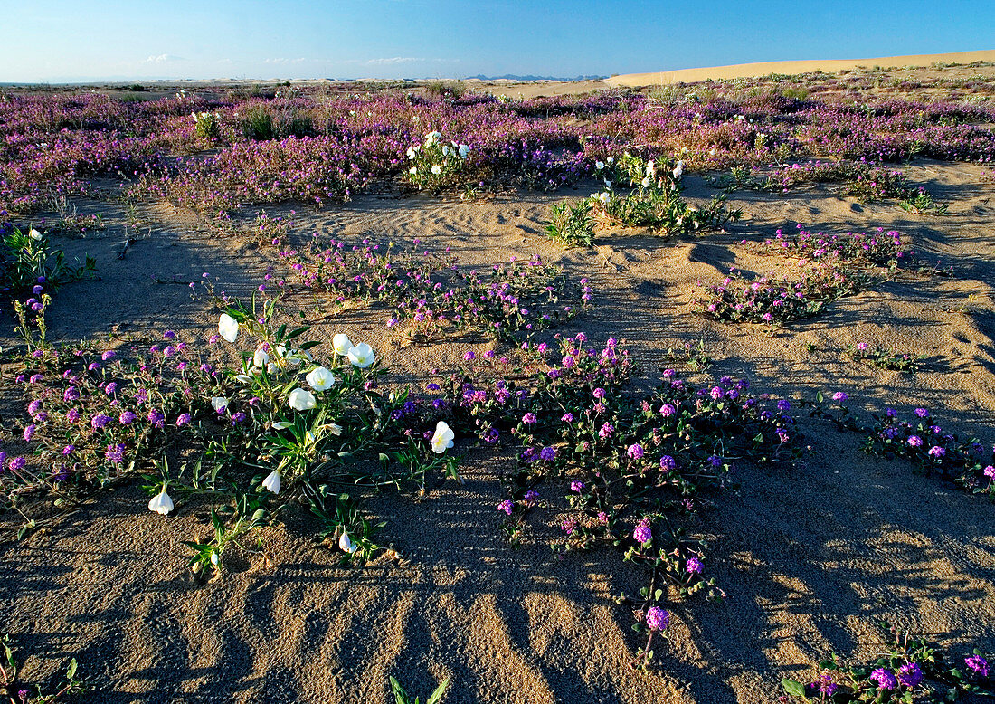 Desert flowers