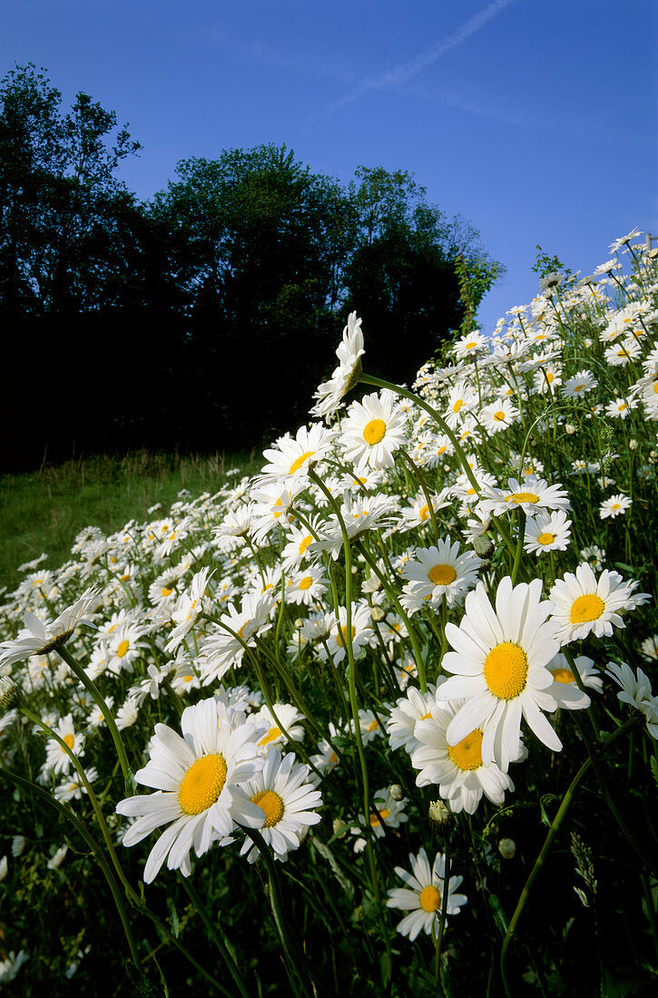 Ox-eye daisies (Leucanthemum vulgare)