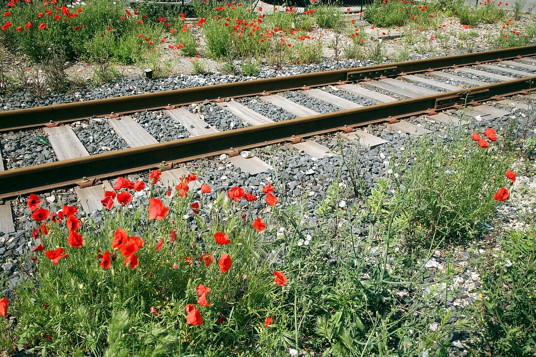 Poppies beside a rail track