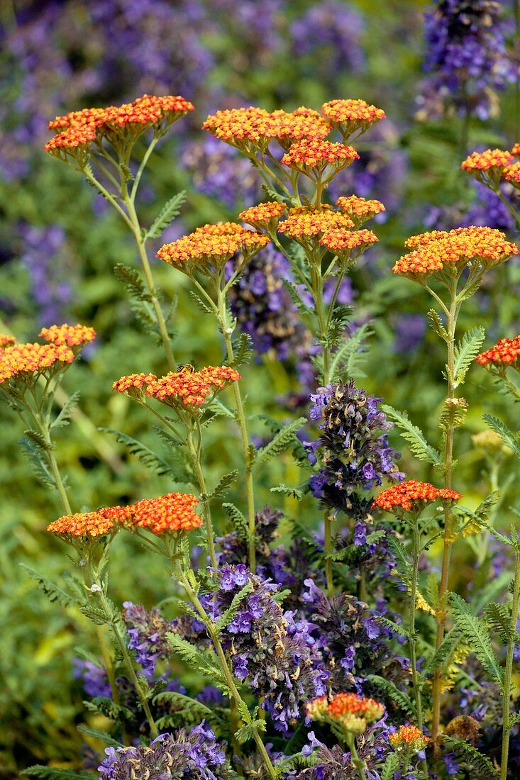 Yarrow and catmint flowers