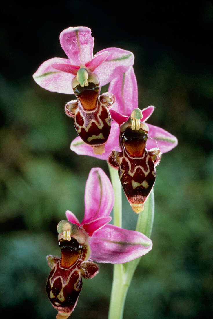 Ophrys orchid which mimics a bee