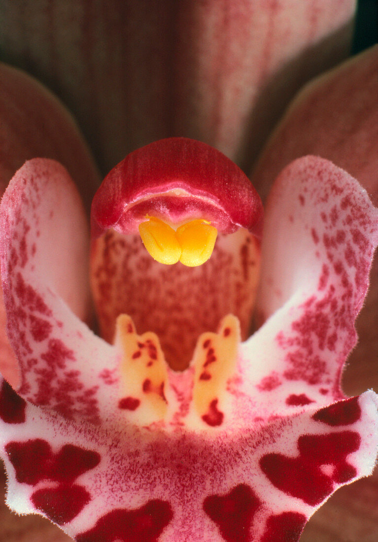 Cymbidium orchid showing pollinia
