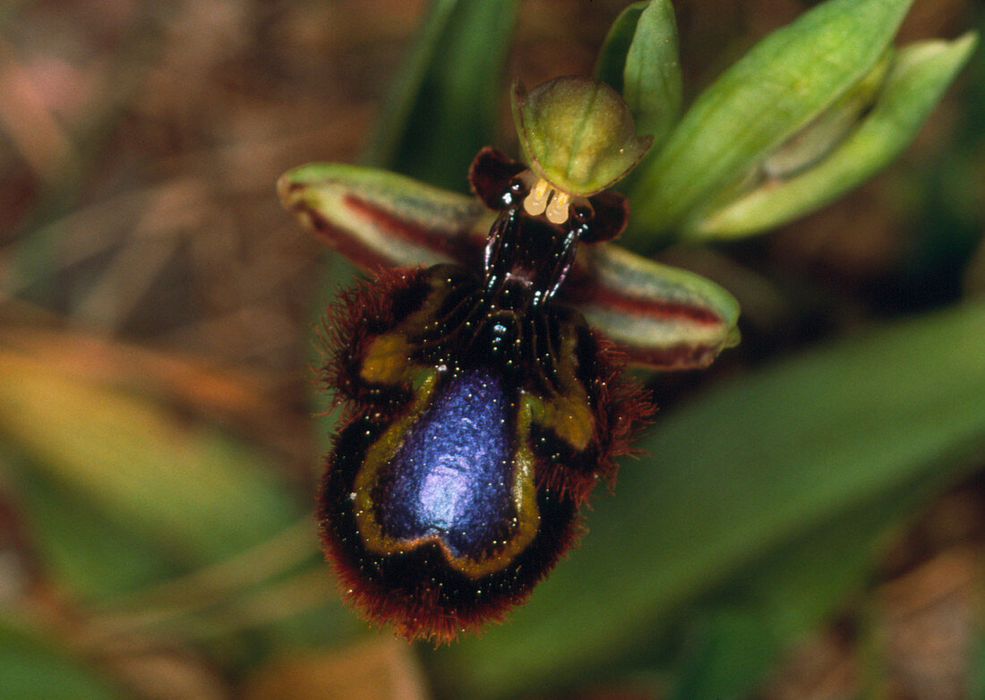 Mirror orchid flower