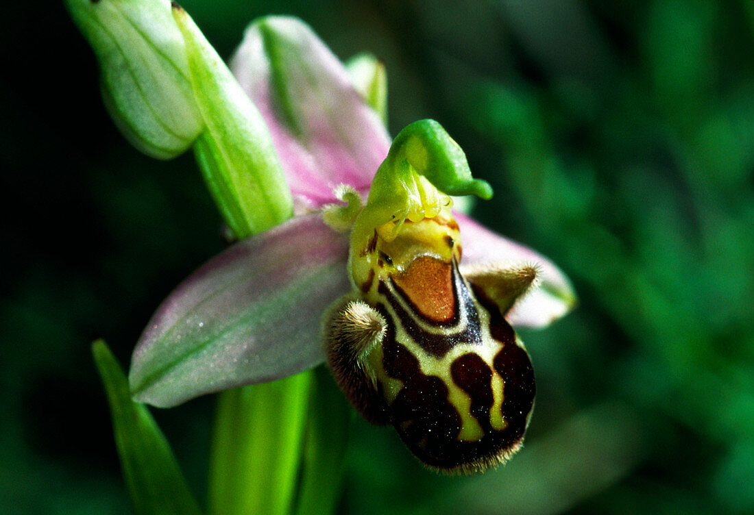 Bee orchid flower