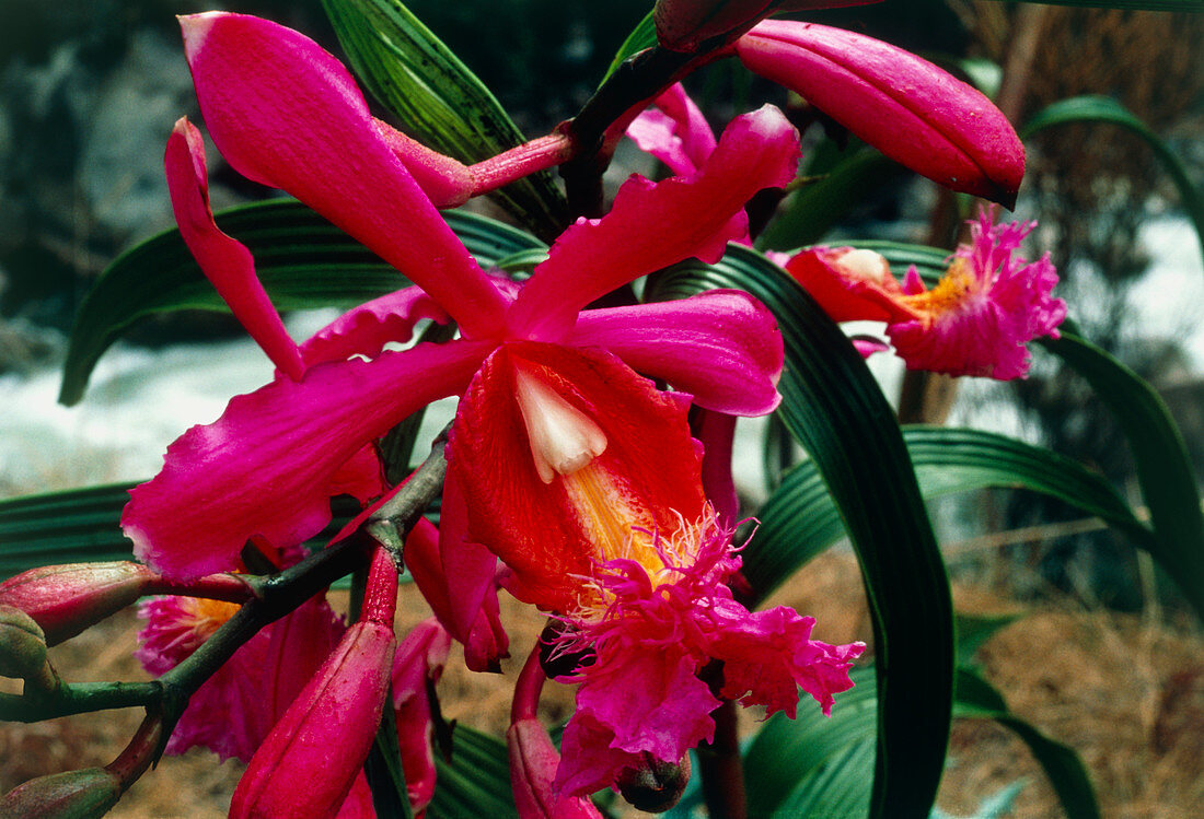 Cloud forest orchid