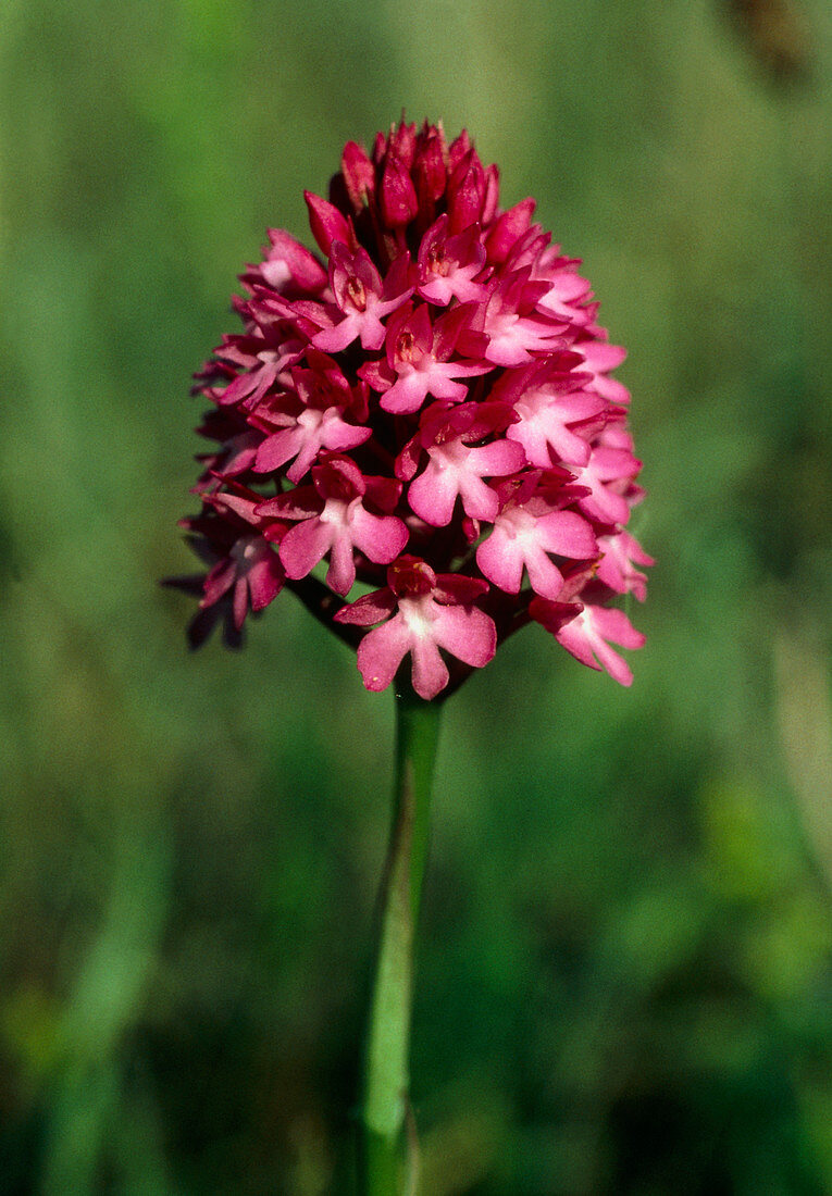 Pyramidal orchid