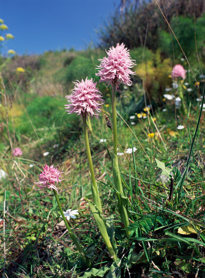 Naked man orchid