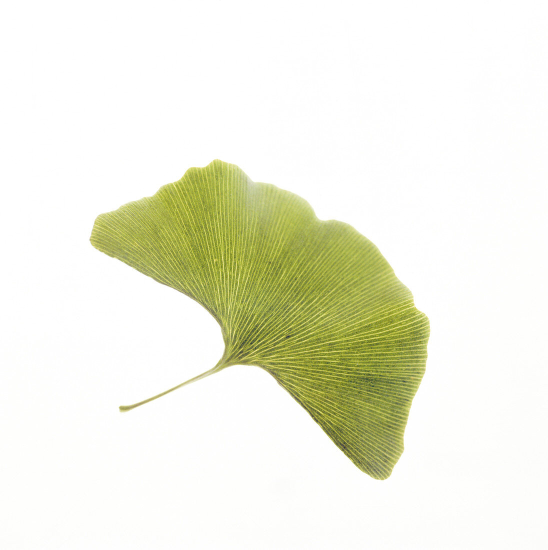 Maidenhair leaf (Ginkgo biloba)