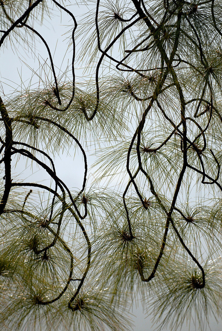 Chir pine tree foliage (Pinus roxburghii)