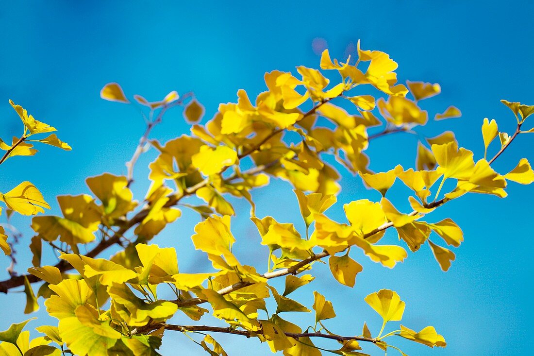 Maidenhair tree leaves (Ginkgo biloba)