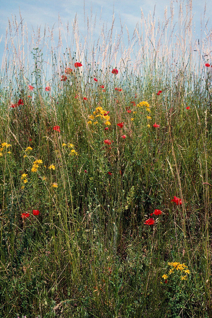 Wild flowers beside a road in France