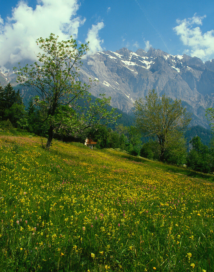 Flowers in an Alpine Meadow,Switzerland