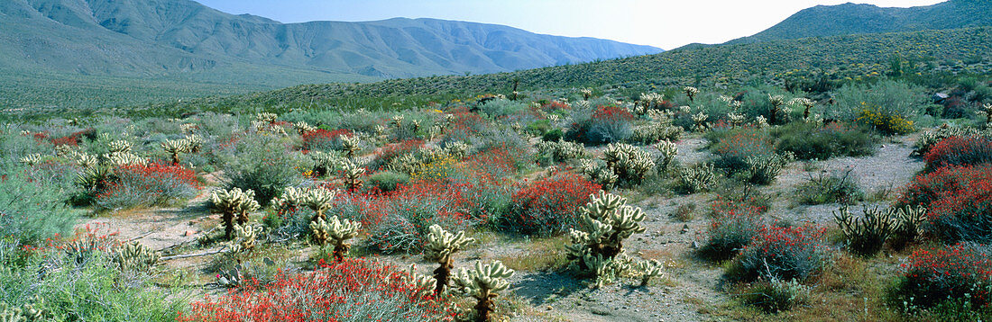 View of desert wild flowers and cacti