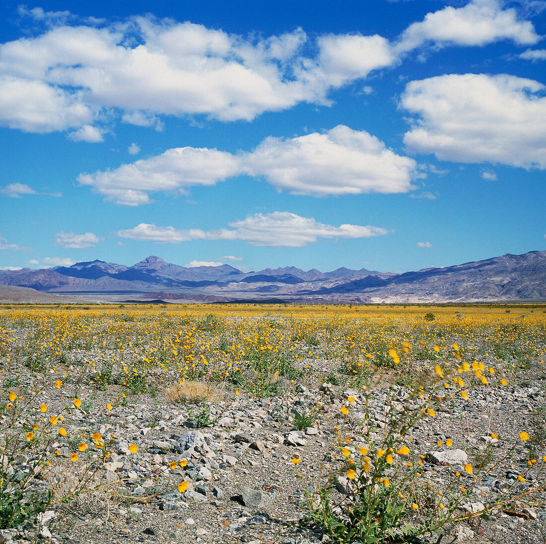 Desert flowers after rain in Death Valley