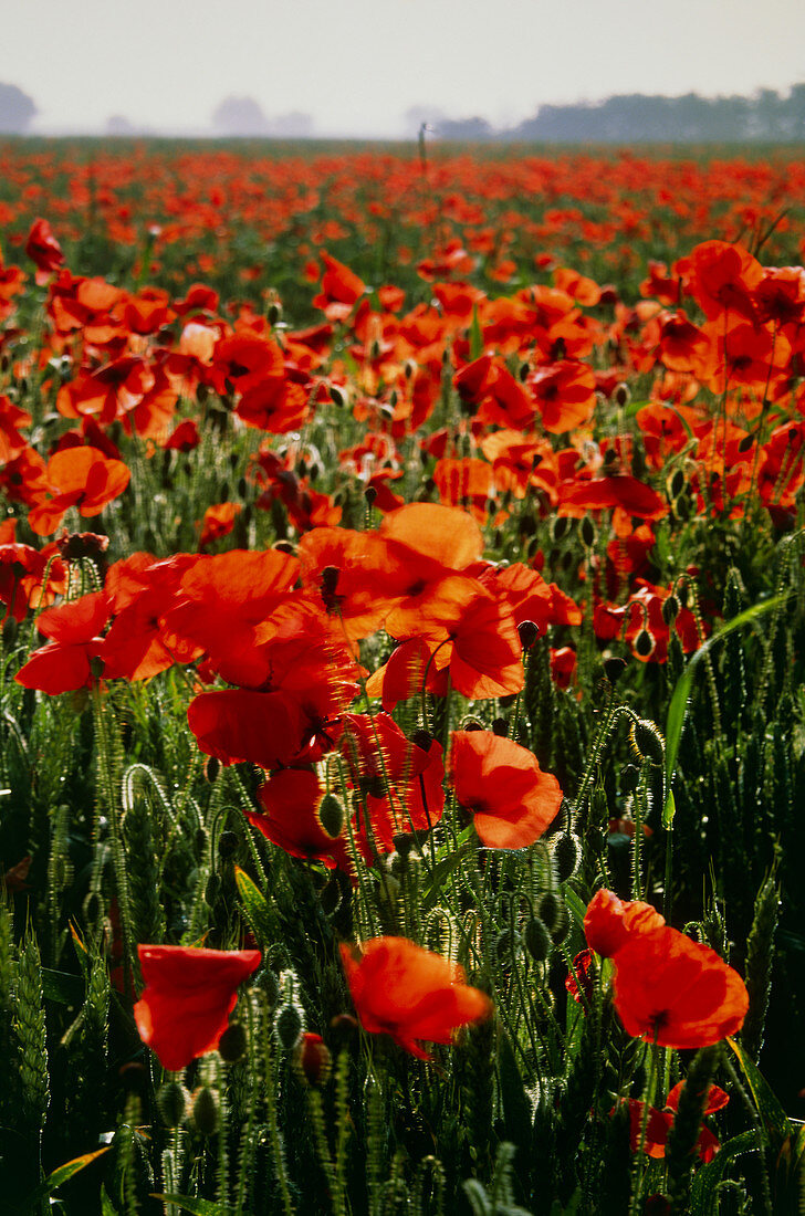 Poppy flowers