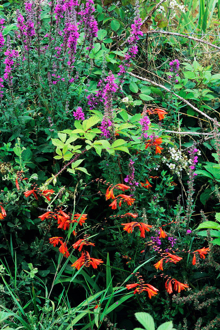 Wild flowers