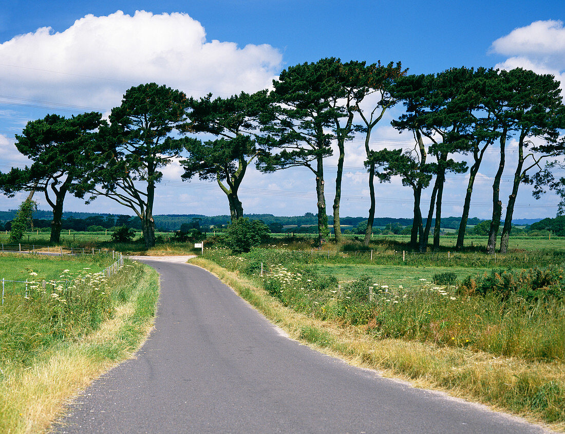 Trees by a road