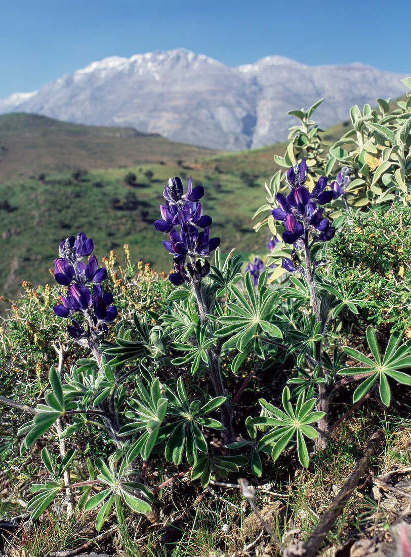 Blue lupins