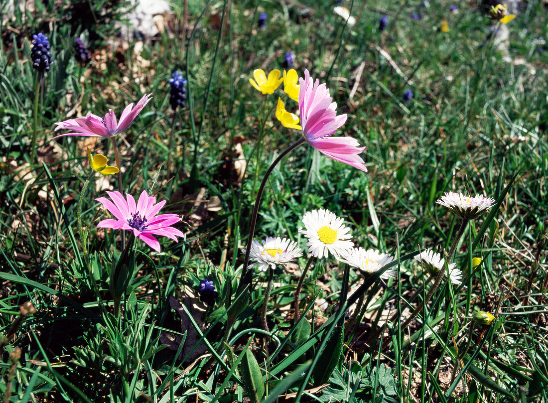 Peacock anemones & wood daisies