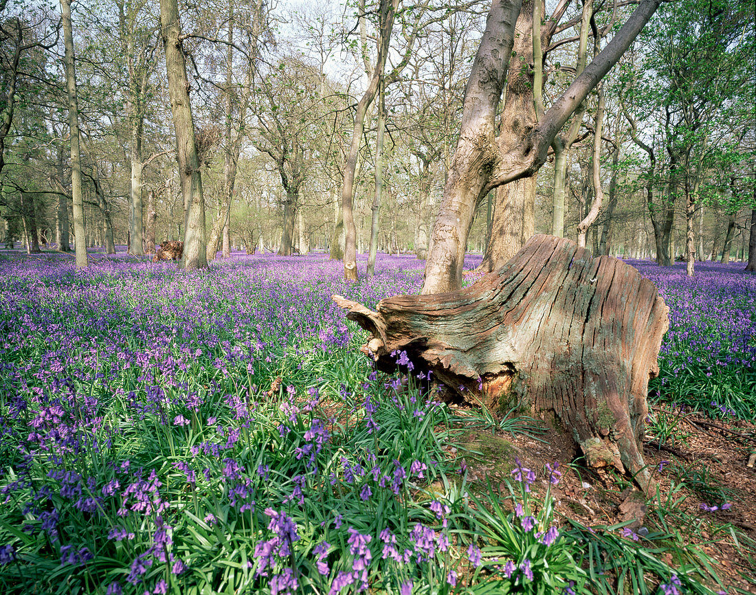 Bluebells