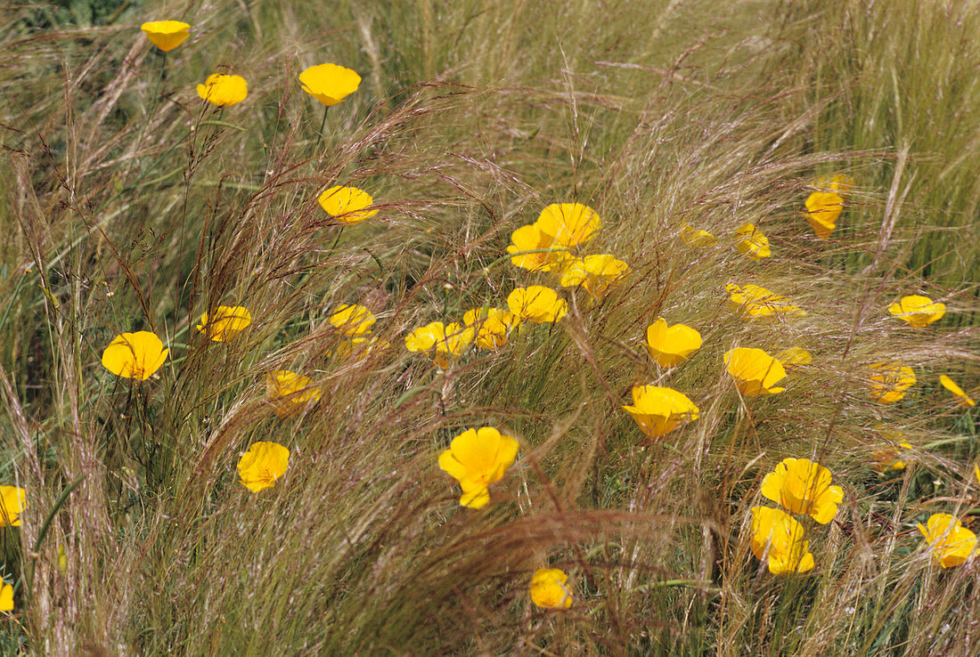 Poppies in feather grass