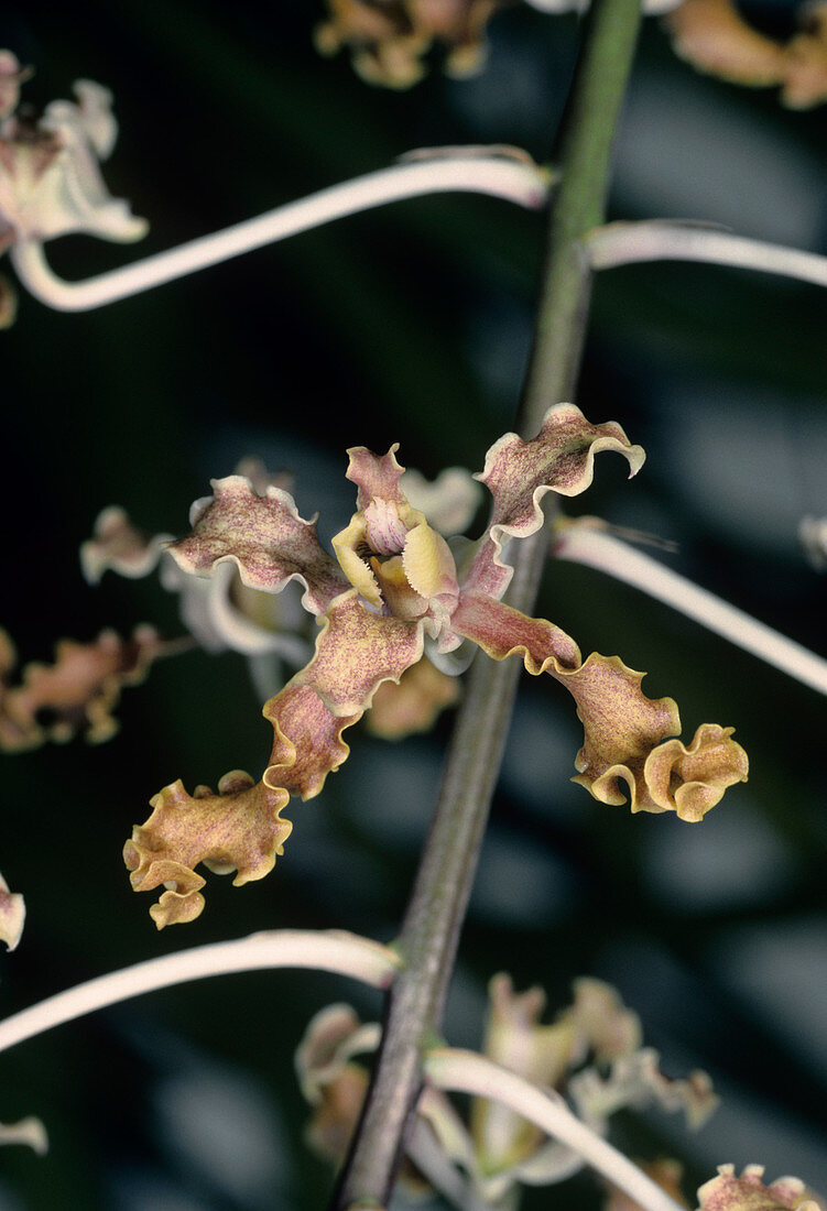 Orchid flower