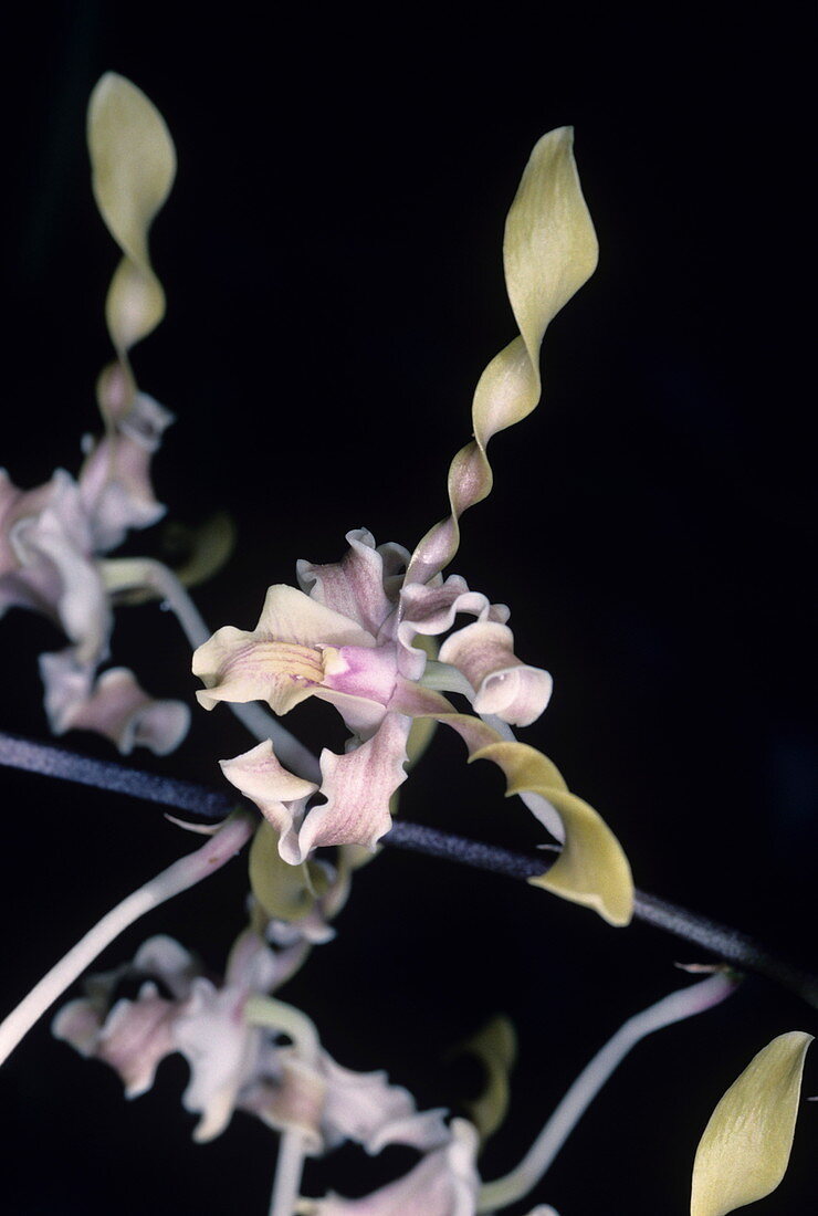 Corkscrew orchid flowers