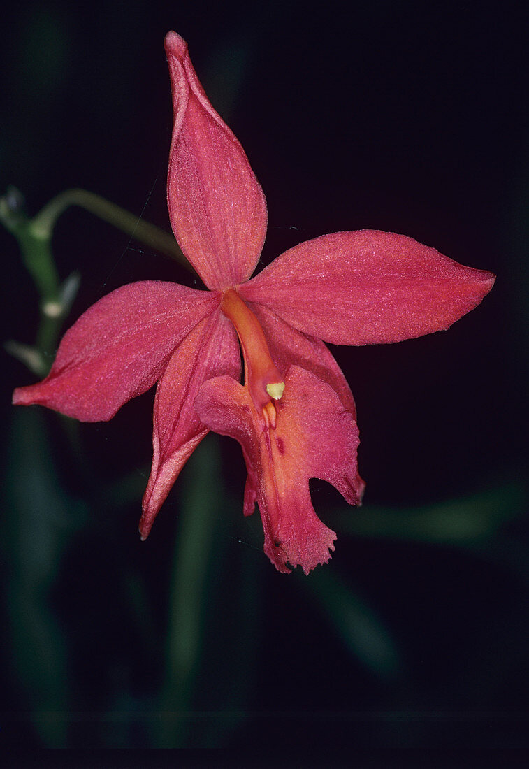 Hybrid orchid flower