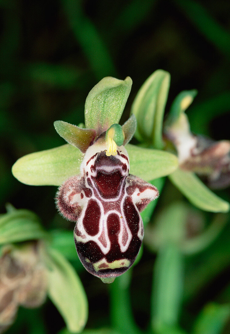 Kotschy's ophrys orchid flower