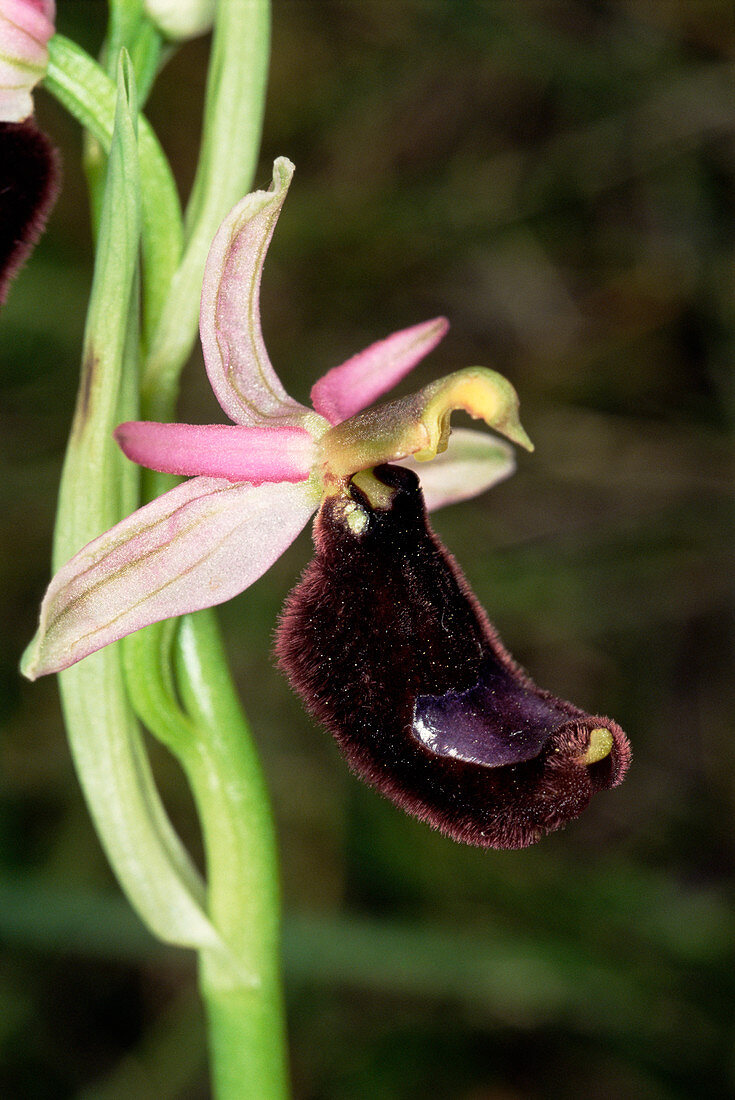 Bertoloni's ophrys flower