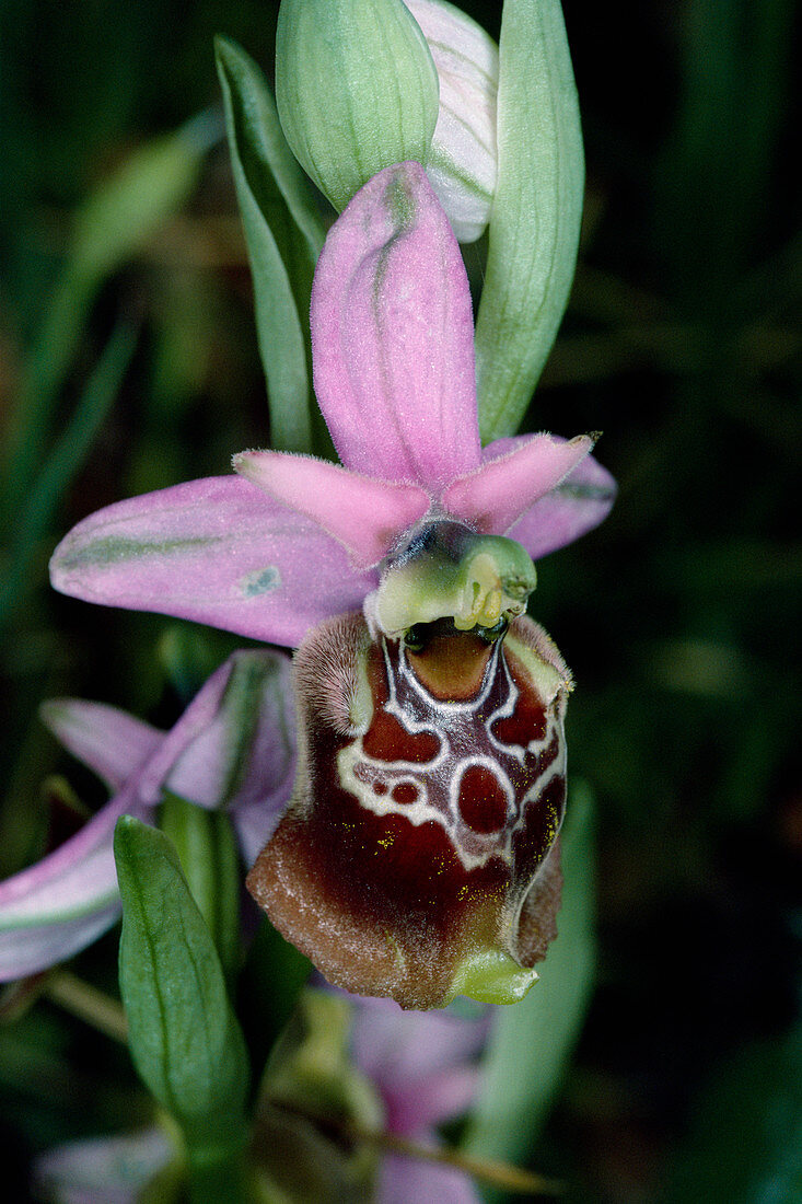 Apulic ophrys flower