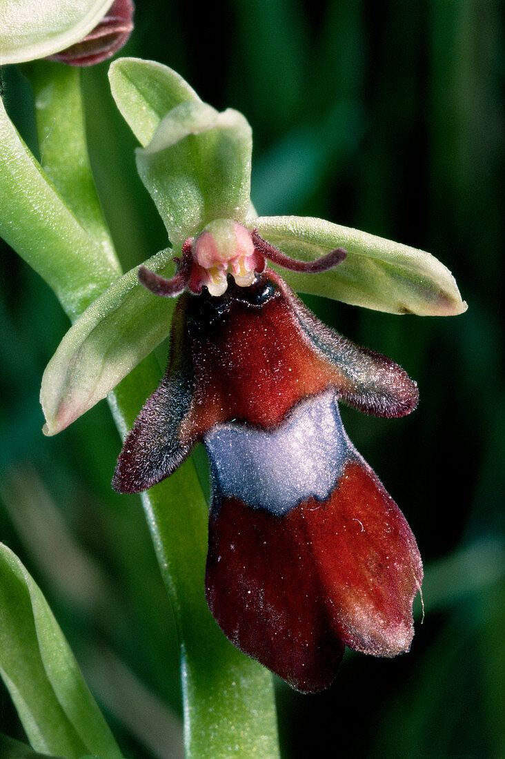 Fly orchid flower