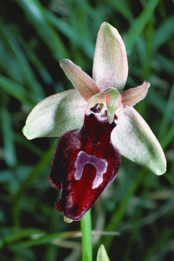 Gottfried's ophrys flower