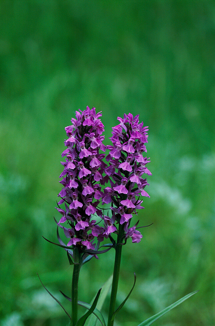 Southern marsh orchids