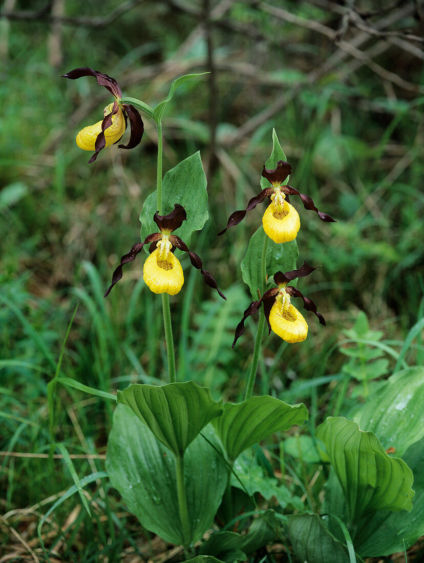 Lady's slipper orchids (Cypripedium sp.)