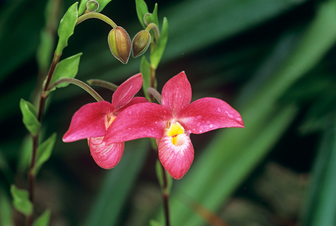 Phragmipedium 'Hanne Popow' orchid