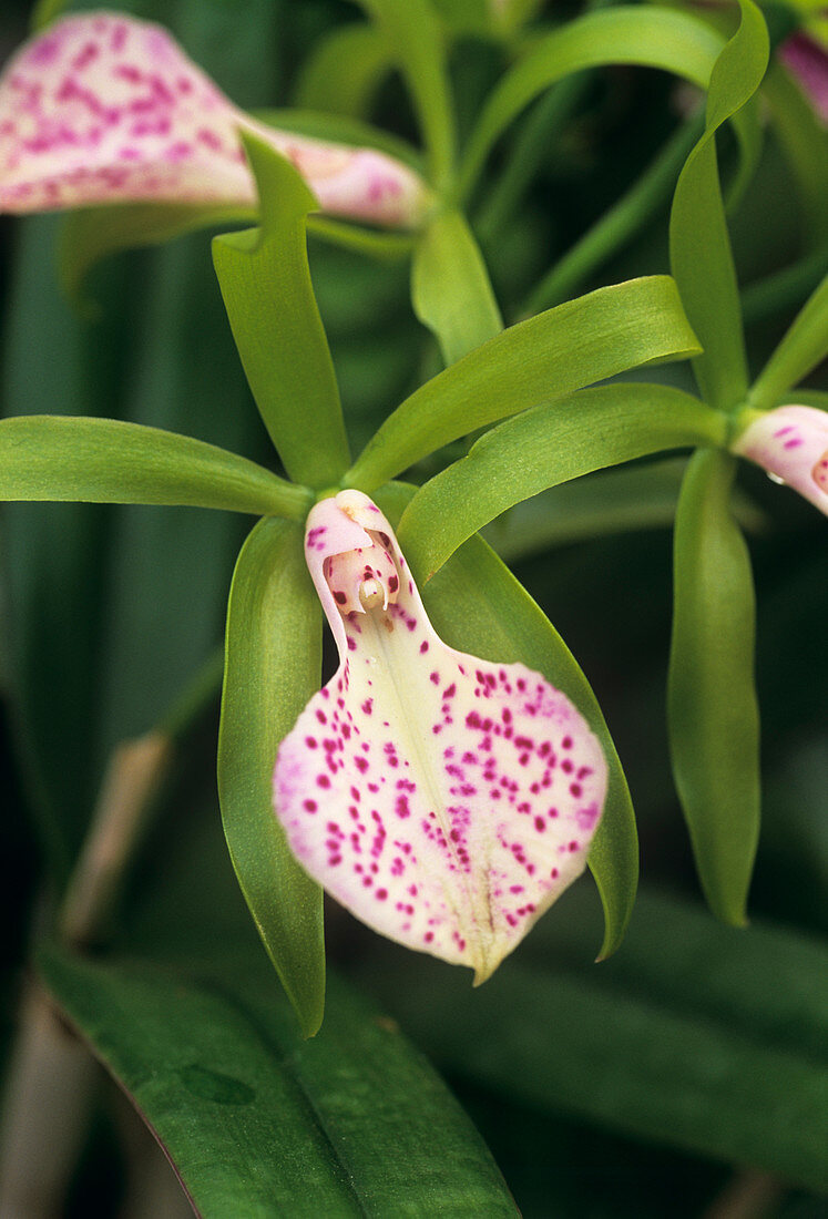 Brassocattleya 'Wabash Valley' orchid