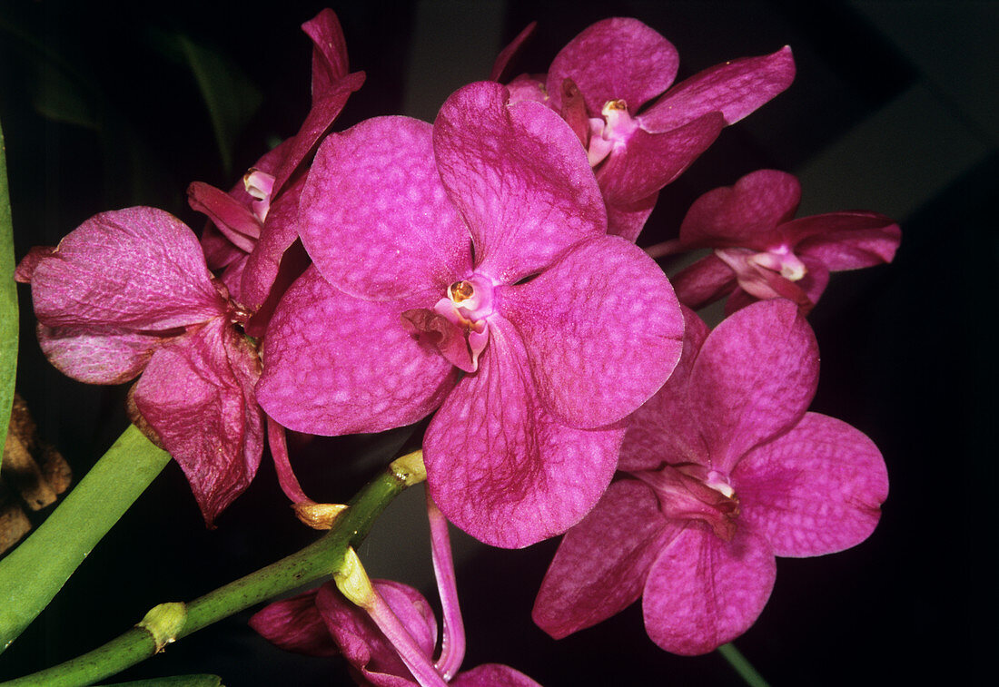 Orchid flowers (Vanda sp.)